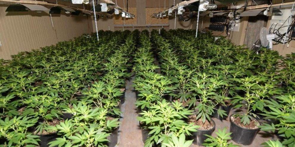 odling. Det så kallade övre odlingsrummet på andra våningen i huset. Här hittade polisen 221 krukor med större cannabisplantor.
