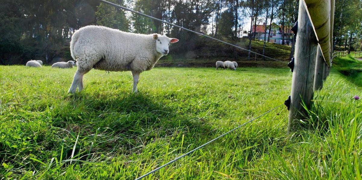 En kvinna från Munkedals kommun får nu bidrag för att förebygga skador på hennes fårbesättning orsakad av varg. Arkivbild.
