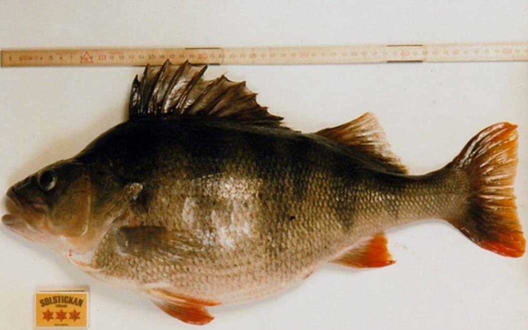 Rekordfisken. 1985 drog Gary Wickins upp en abborre som vägde hela 3150 gram. Ett svenskt rekord som 32 år efter fångsten fortfarande står sig. FOTO: Privat