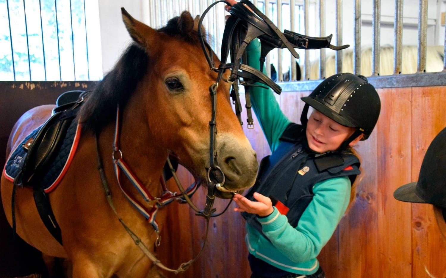 Nelly Lindström tränsar hästen Henry,