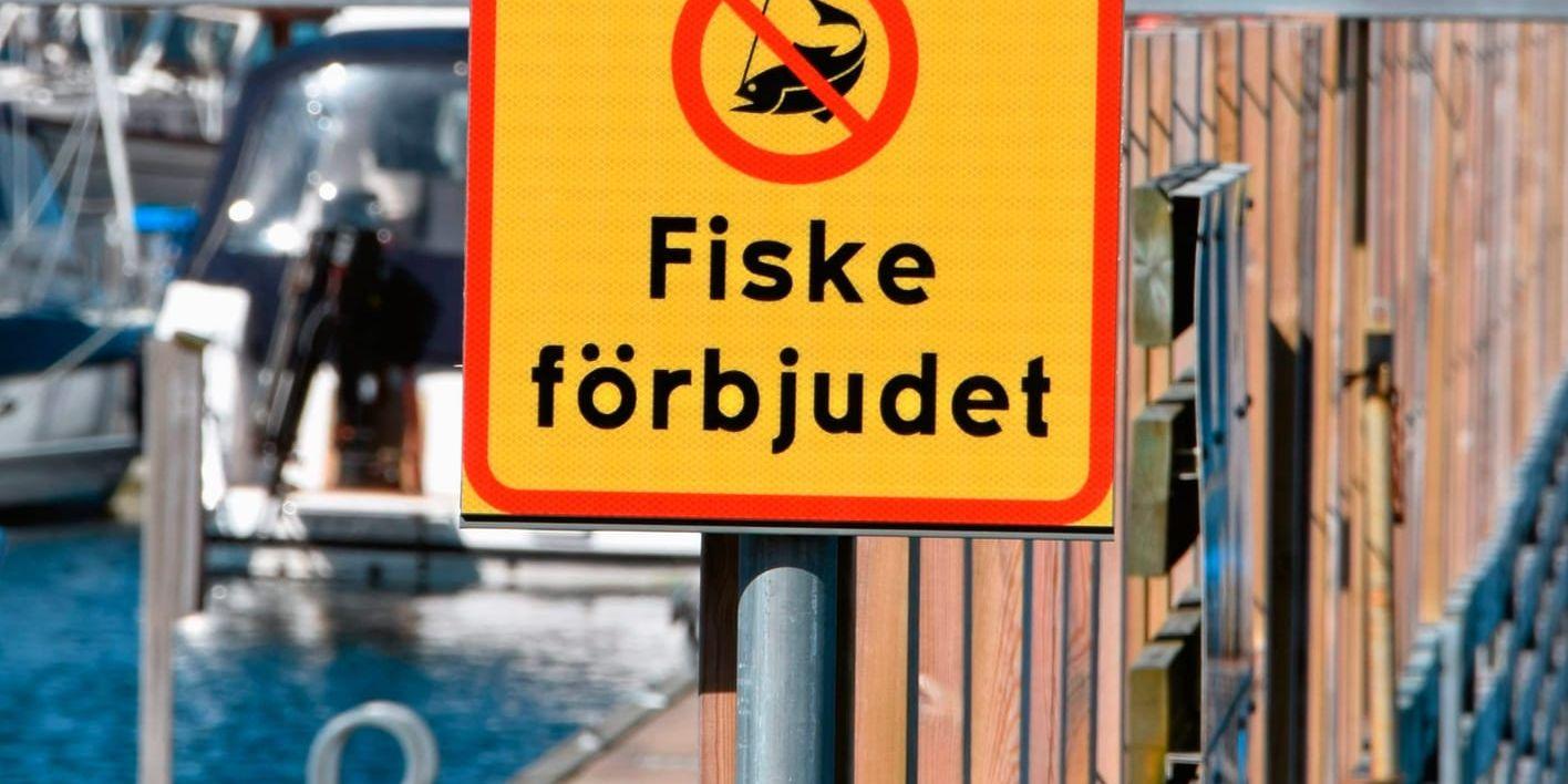 Det mesta tyder på att delar av Lysekil kommer att få ett förbud mot fiske med kastspö.