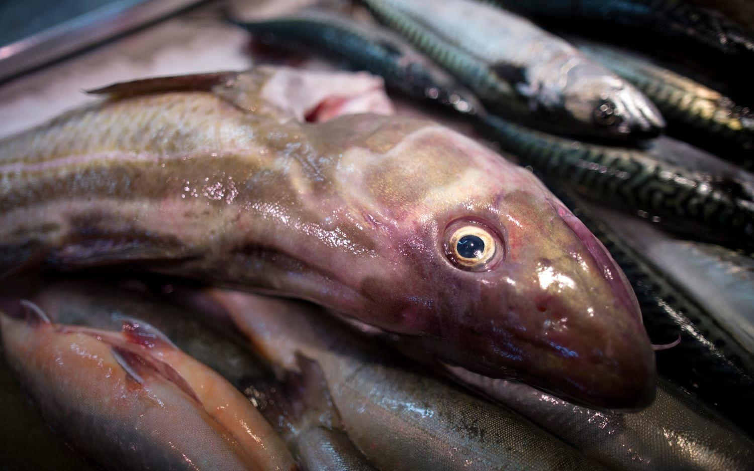 Till den 1 januari 2017 föreslås individuella fiskekvoter för alla yrkesfiskare. Det gäller bland annat för västkustens viktiga räk- och kräftfiske. Arkivbild: Björn Larsson Rosvall, TT