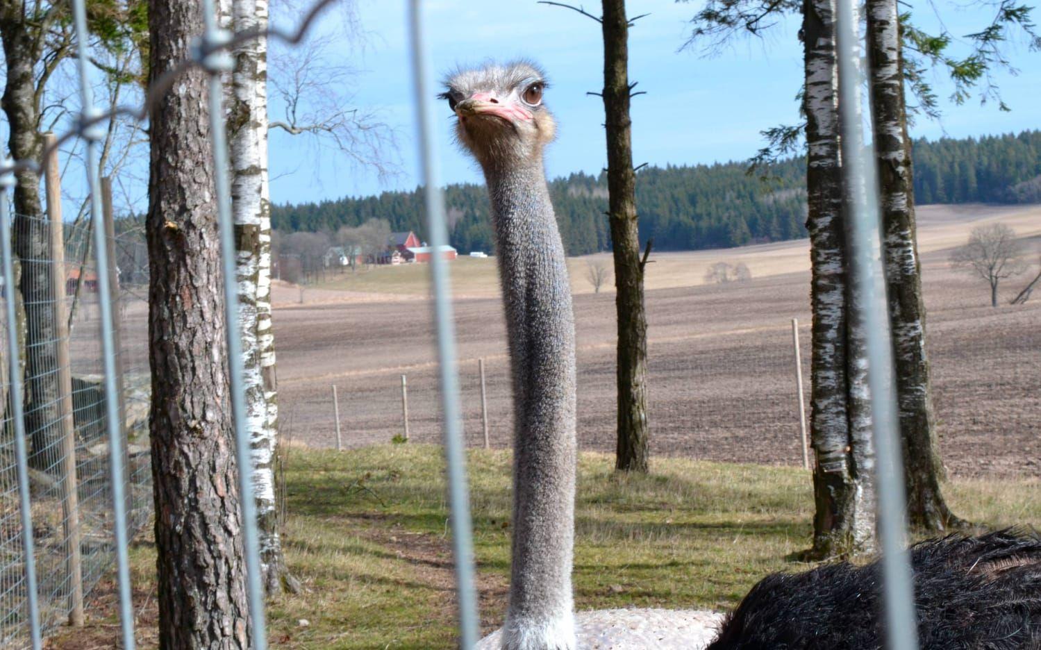 Den långa halsen sträcker sig mot skyn som träden men i Sverige lever strutsar bara i hägn och inte i skogen.