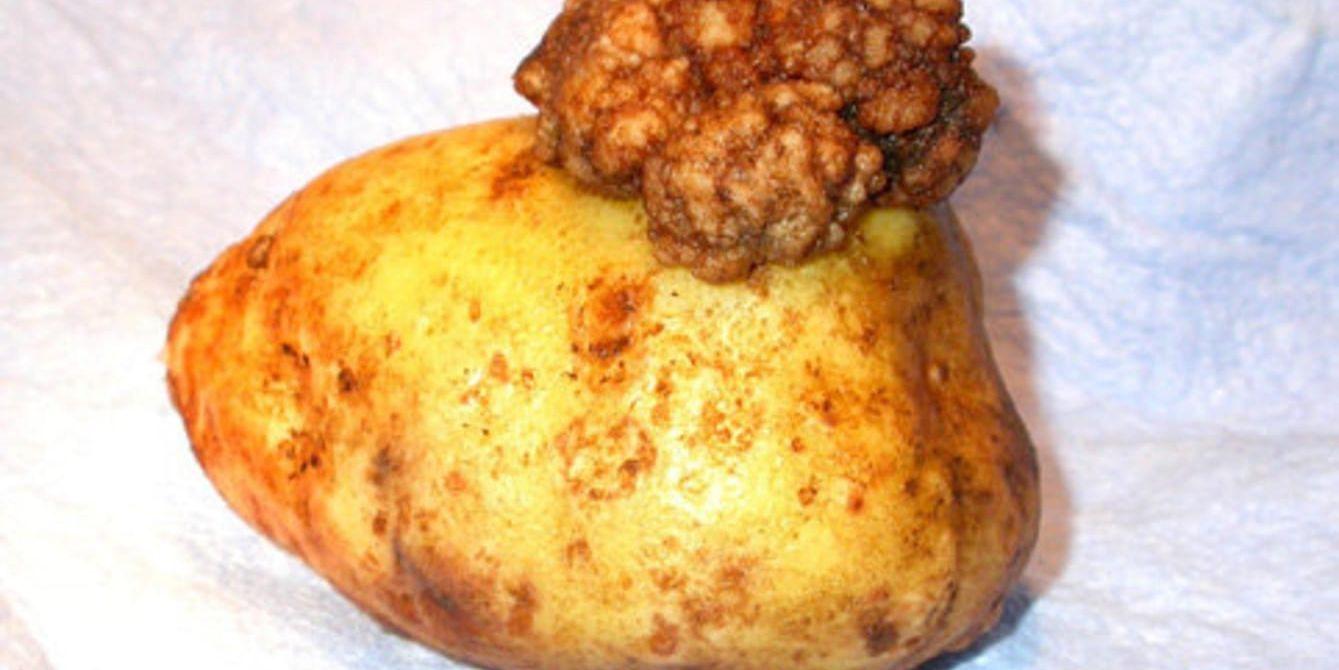 En potatis som drabbats av svampsjukdomen potatiskräfta. Arkivbild.