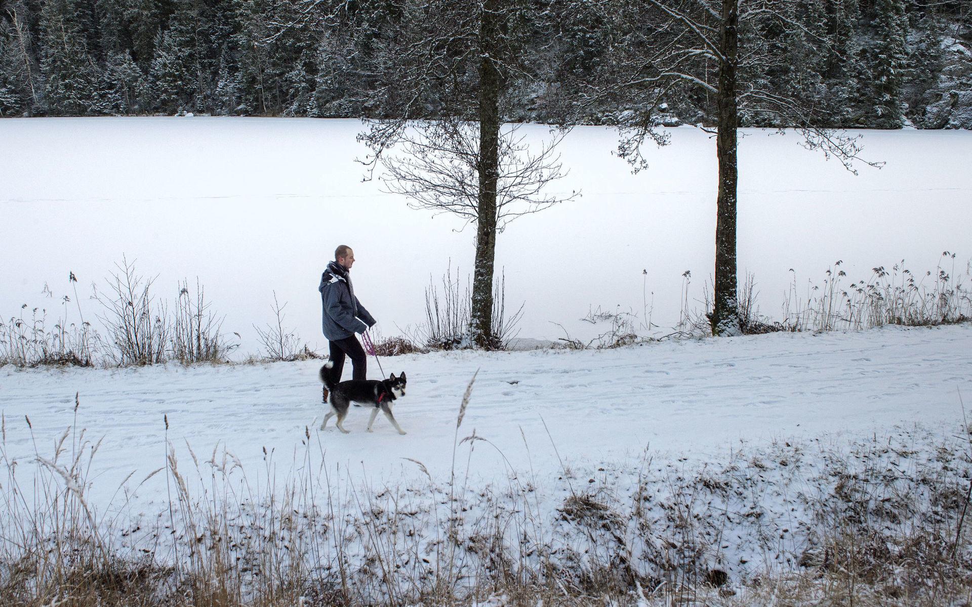 Vid Bjursjön tog Andreas Otto en promenad med sin siberian husky Sierra.