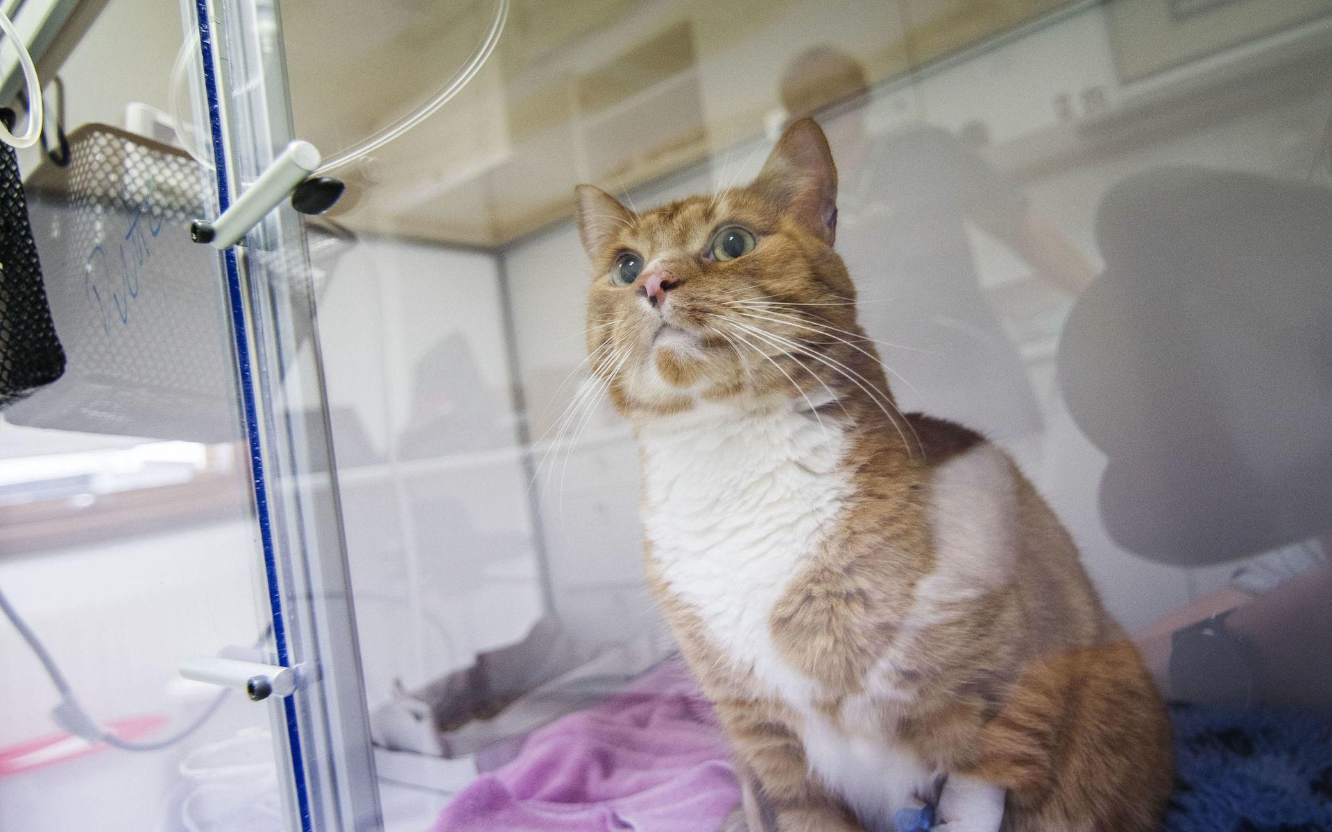 Katten Putte behandlas för både njursvikt och magsjuka på smådjurskliniken men är på bättringsvägen.