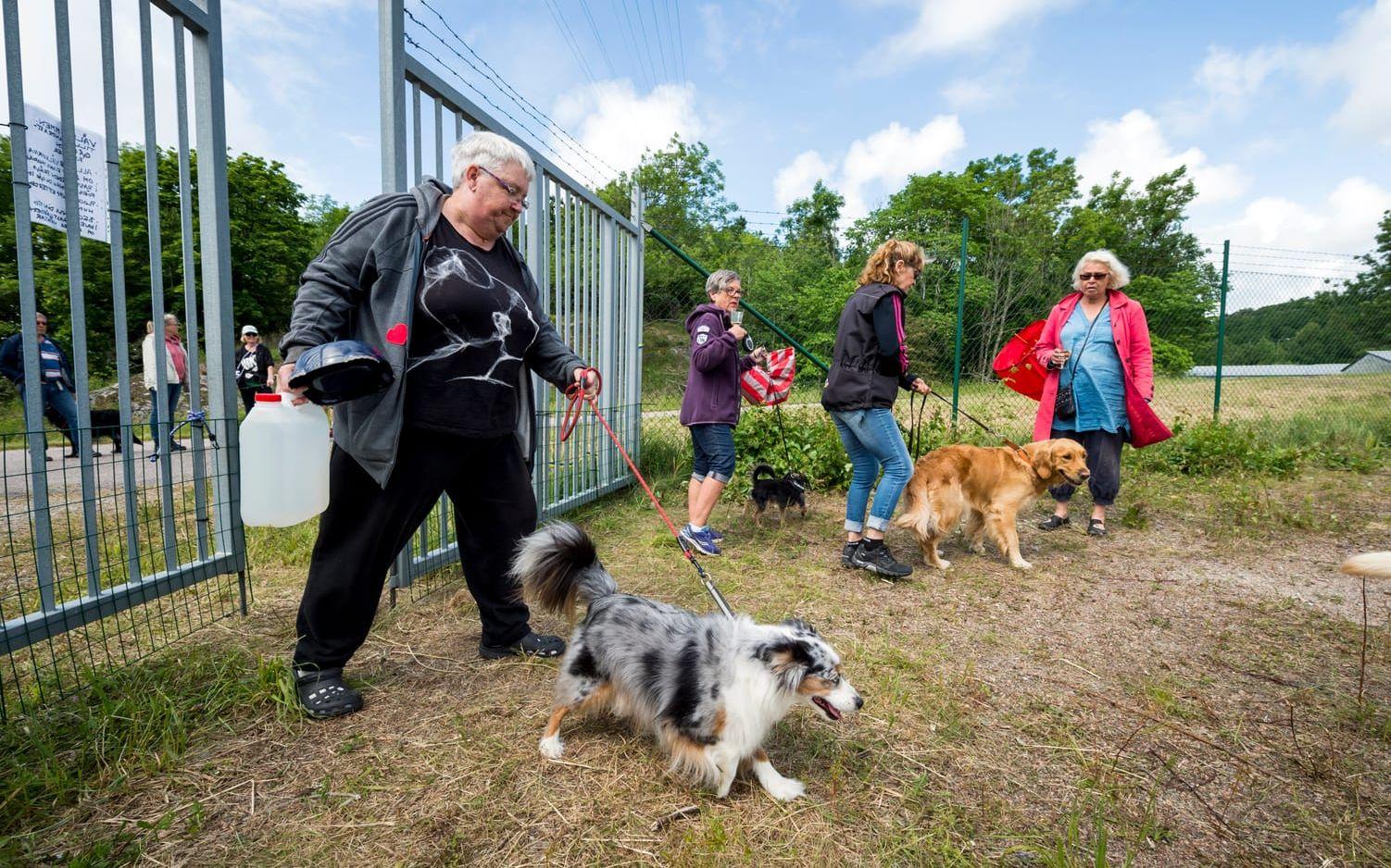 Hundlycka. Mini-aussien Elvis debuterar i Uddevallas hundrastgård med matten Inga-Lill Fjällström.