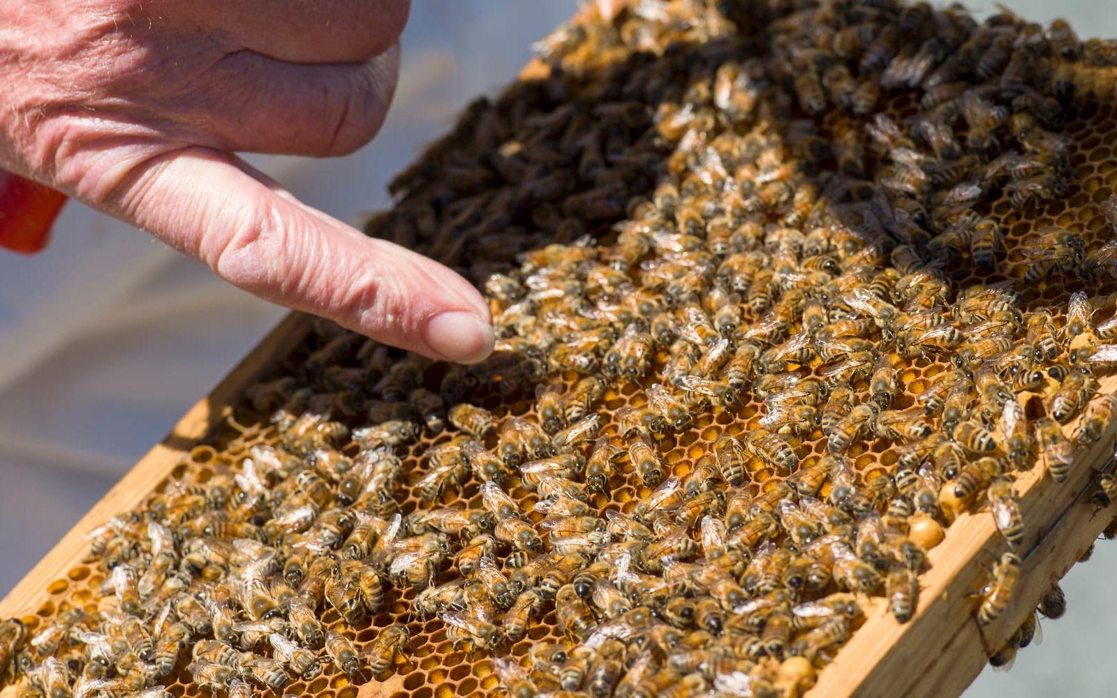 Vågat. De unga bina är ludna, och tycks inte ha något emot att bli klappade på. Foto: Lasse Edwartz