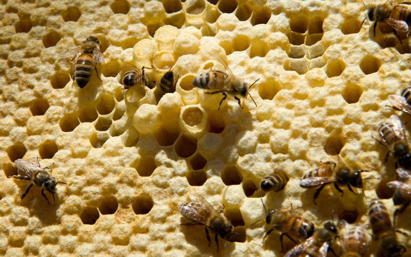 Kaka. Det är bara helt fantastiskt vilka underverk de flitiga bina åstadkommer. Foto: Lasse Edwartz