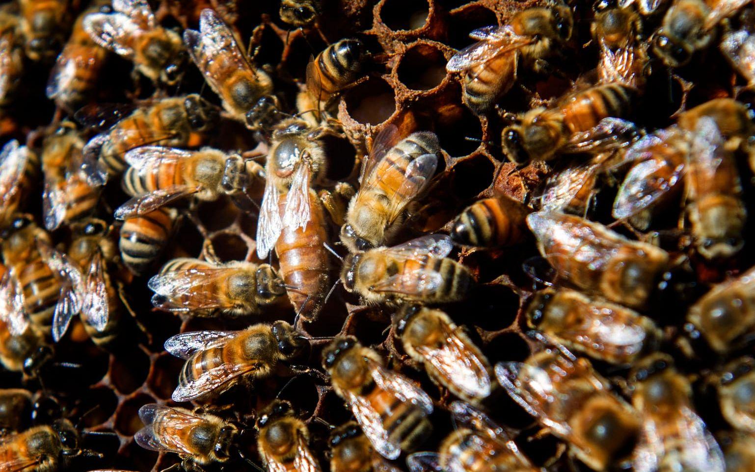 Slottsfrun. Om man tittar noga ser man ett bi som är mycket större än de andra. Japp, det är drottningen. Foto: Lasse Edwartz
