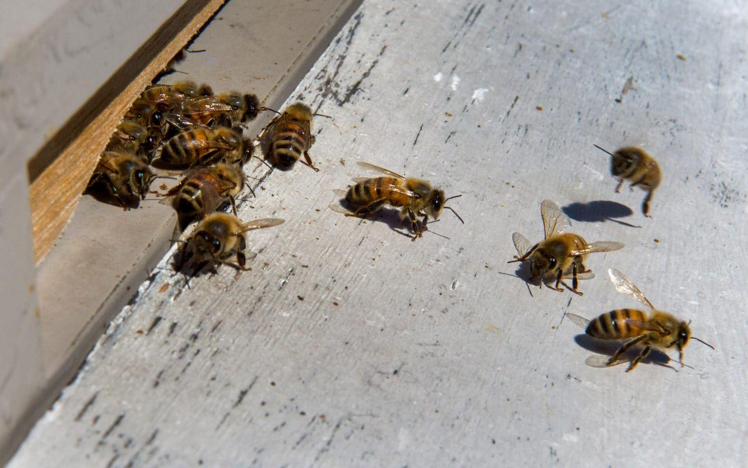 Snälla. Inavel och korsningar kan skapa ilskna bin. Därför finns det en avelsstation på Mollön där man kan befrukta sin drottning utan att riskera att det är en släkting. Foto: Lasse Edwartz