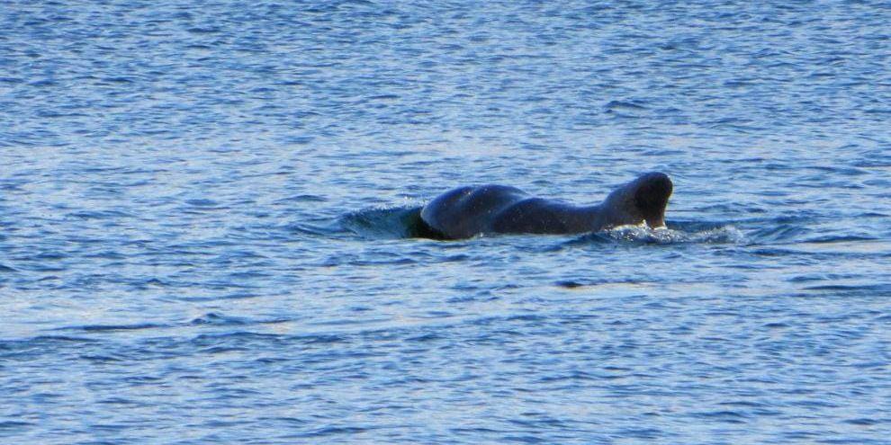 Grindvalen. Den simmar ensam runt i viken nedanför Valberget i Kungshamn och har en, enligt Anna Bisther, ovanligt bucklig rygg.