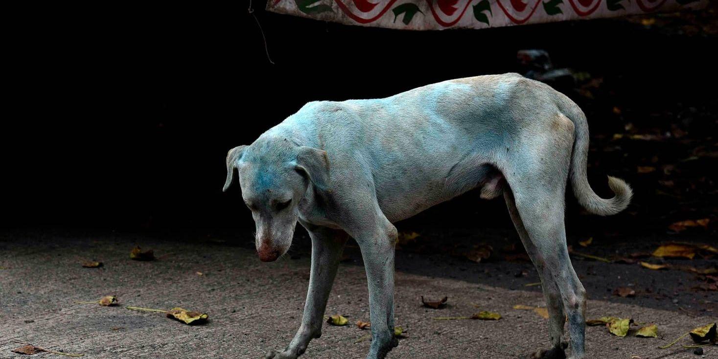 En blå hund på en gata när floden Kasadi.