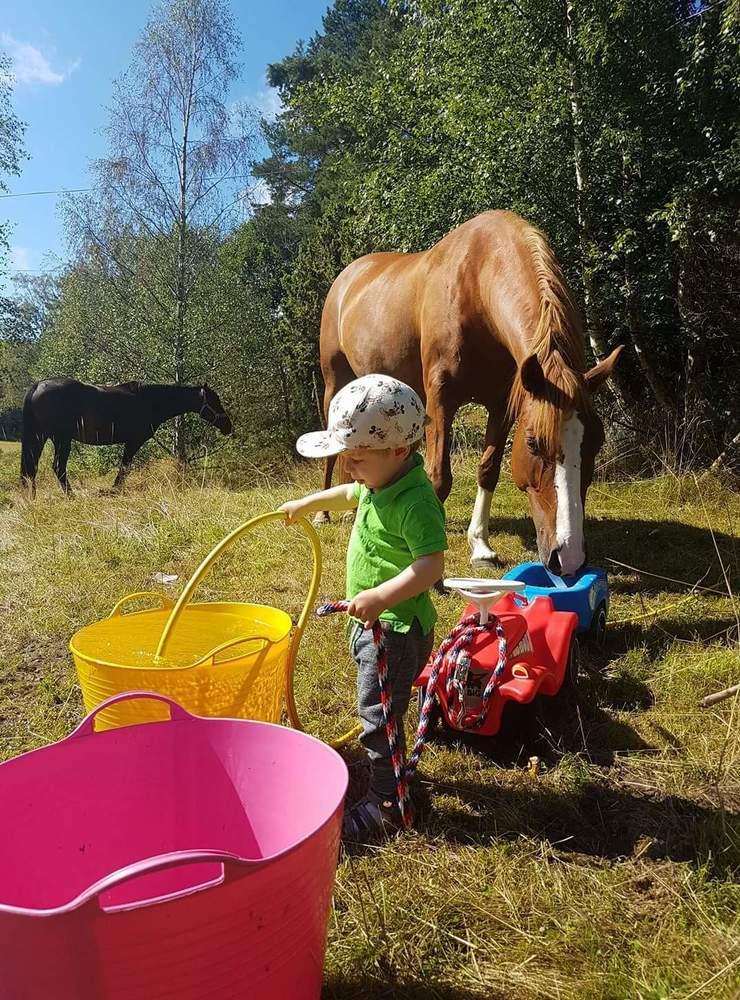 Det går åt mycket vatten när det är varmt! Milton ser till att hästarna inte behöver vara törstiga.