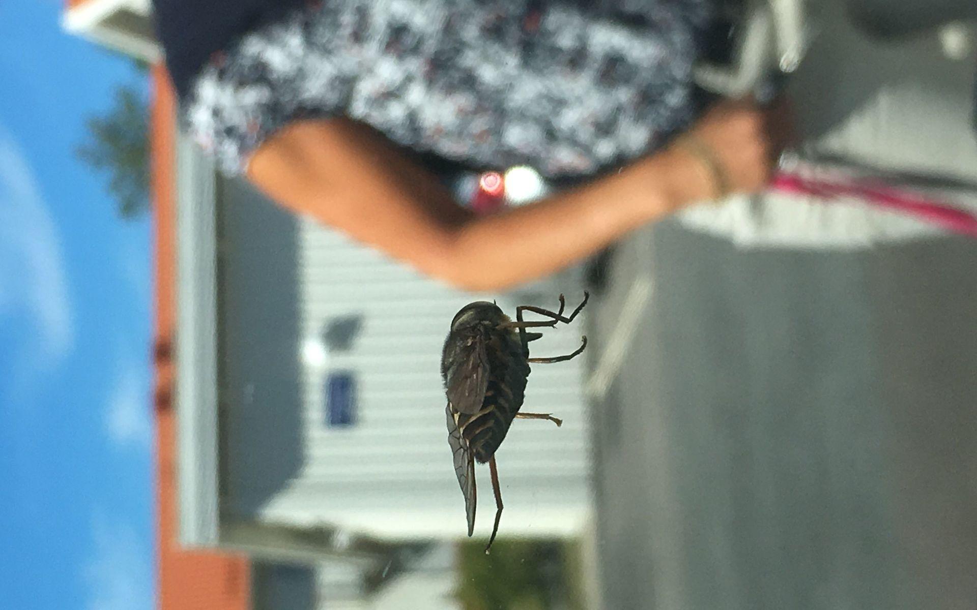 Detta roliga foto tog min dotter på en insekt (okänt vilken) som satt på bilrutan en dag i juli. Jag befinner mig utanför bilen och är med på fotot. Insekten var stor men på fotot ser den ännu större ut i förhållande till mig. 