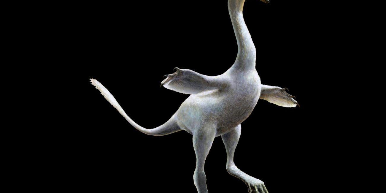 För första gången har forskare upptäckt en rovdinosaurie som åtminstone delvis levde i vatten. Den svanliknande varelsen var nära släkt med velociraptor, både till utseende och livsstil, tror forskarna.