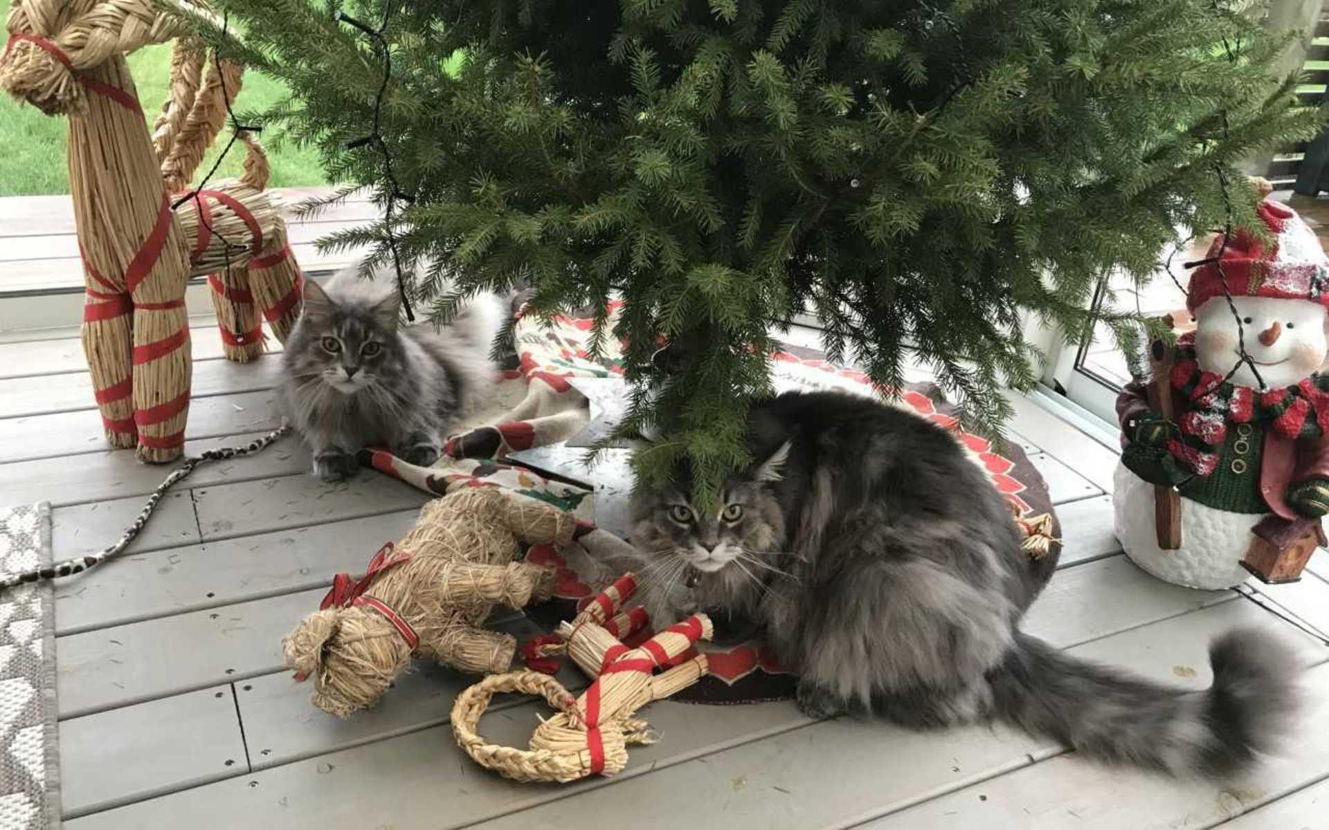Izzy och Viska letar efter julklappar. 
