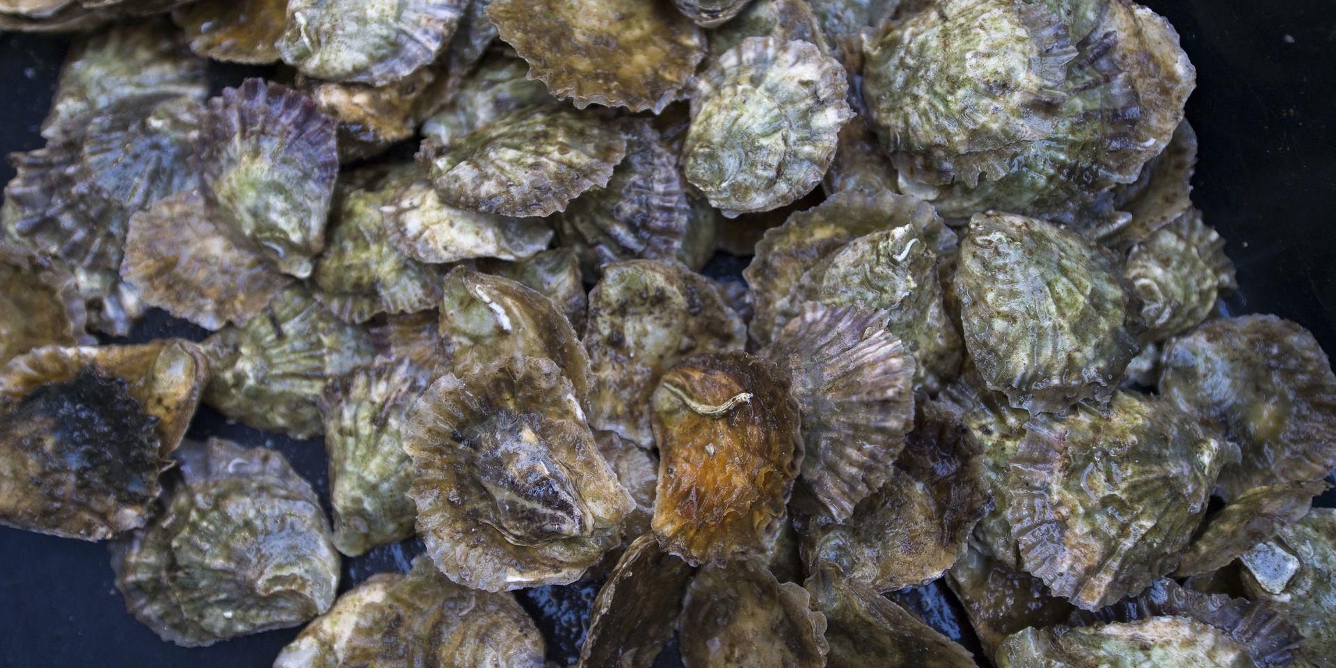 Syftet med den försöksodling som startat är att utveckla en metod för kontrollerad mussel- och ostronproduktion. 