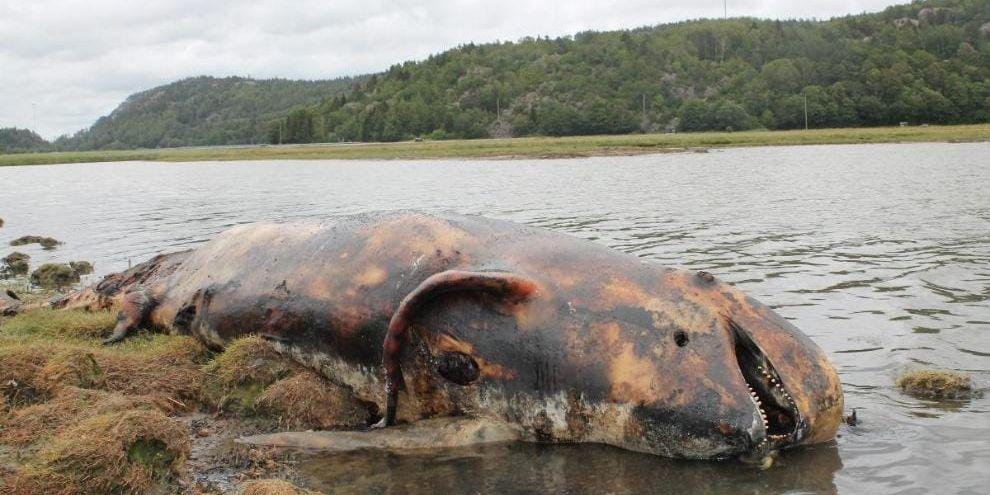Strandad. Tandvalen upptäcktes i slutet av juli längst in i Åbyfjorden, nära Nordens ark. Nu är den borta och ingen vet vart den har tagit vägen.
