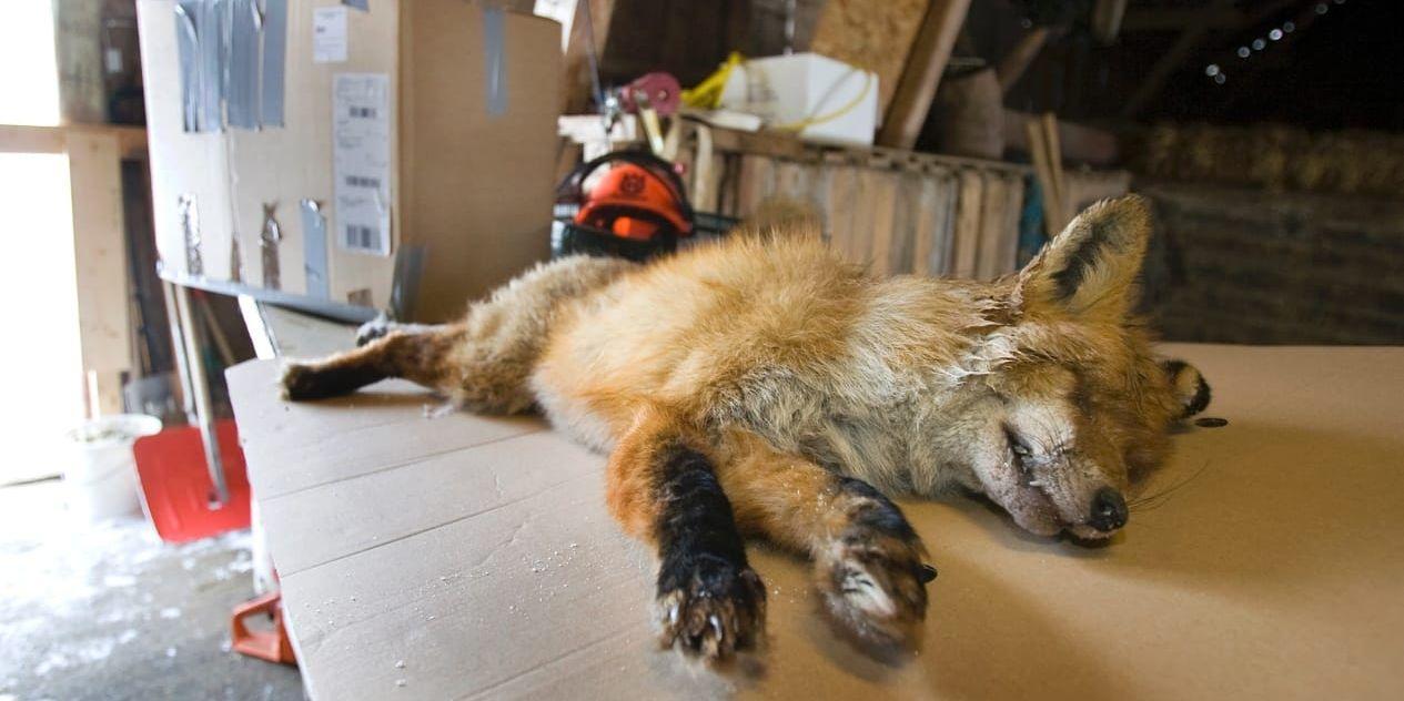 Smittspridare. Dvärgbandmasken har upptäckts i ytterligare en räv i Lane Ryr-trakten. Här en av de rävar som skjutits och skickats för analys till SVA.