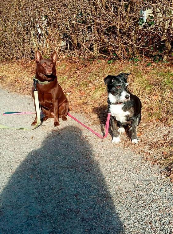Detta är de två bästa hundarna i världen, den bruna praliner är Dixie en Kelpie, hunden som aldrig blir arg på något eller någon. Hon bara pussas! Den svartvita är Wilma, en blandras som bara älskar livet. Insänt av Linda Öhman.