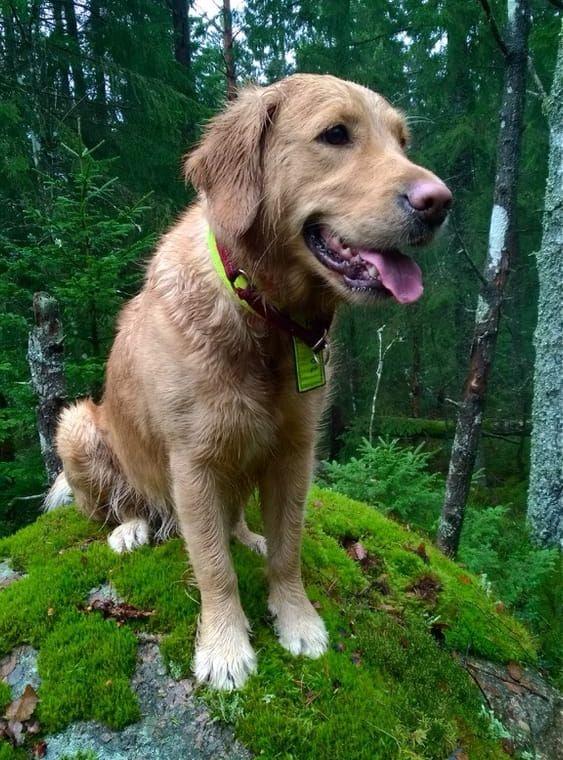 Detta är Speja, Golden retriver 2 år. Mycket energi, älskar att springa i skogen. Här sitter hon och kollar läget, skriver Inger Jansson.