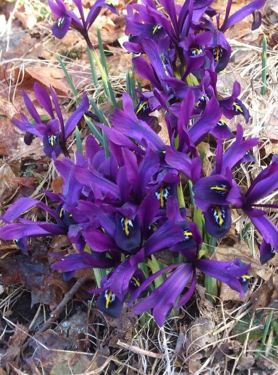 Här blommar blåsippan och Iris i Munkedal hälsar Marie-Louise Joahnnesson