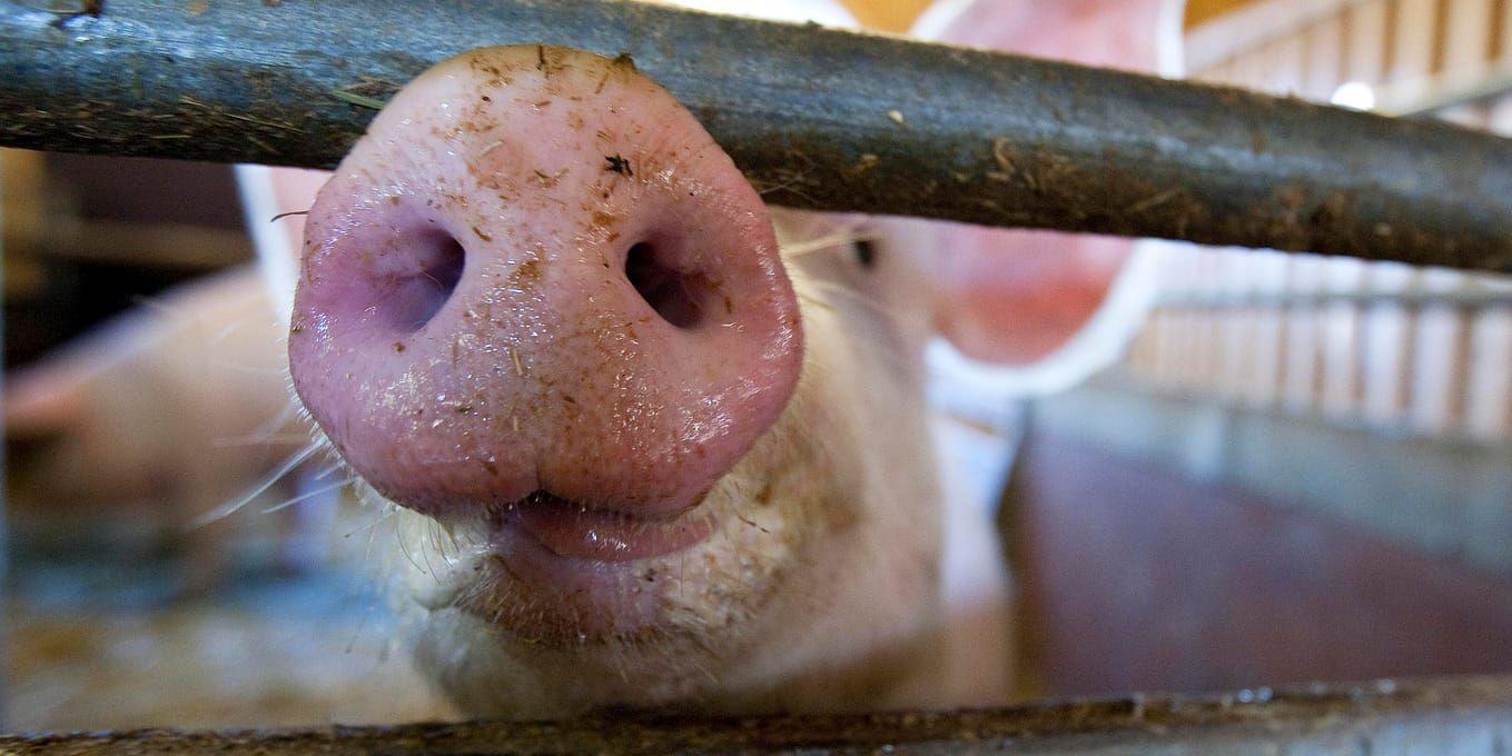 Allt fler grisar och vildsvin drabbas av afrikansk svinpest. Arkivbild.