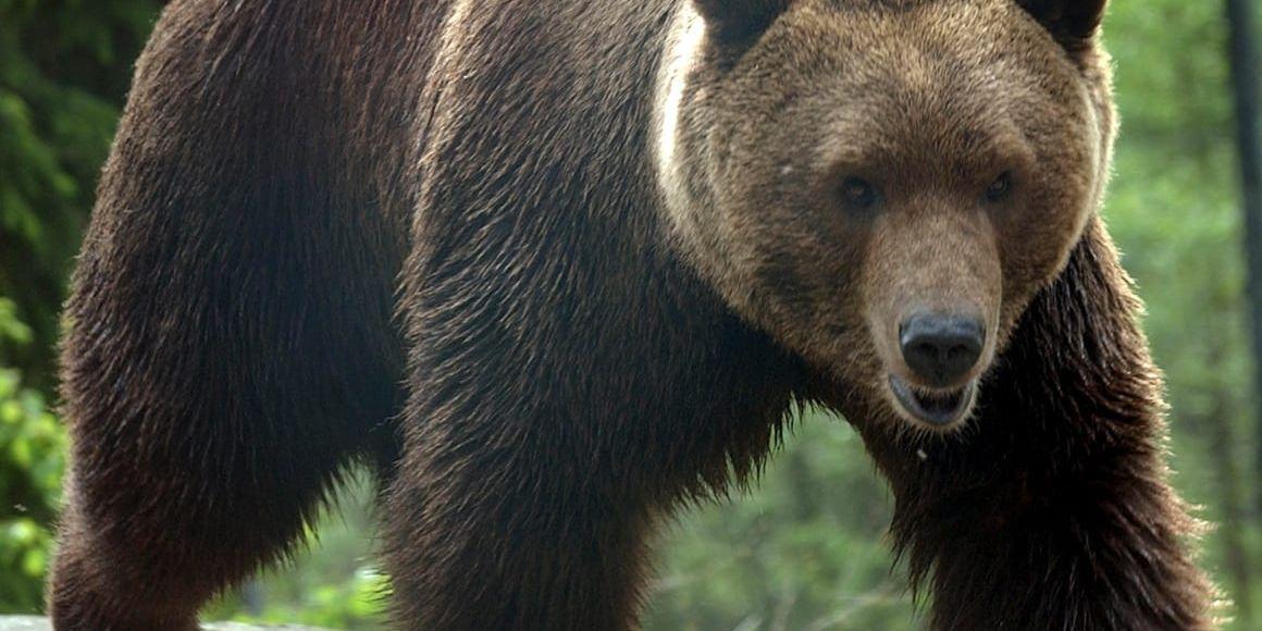 En älgjägare överraskades av en björn i Arjeplog. Arkivbild.