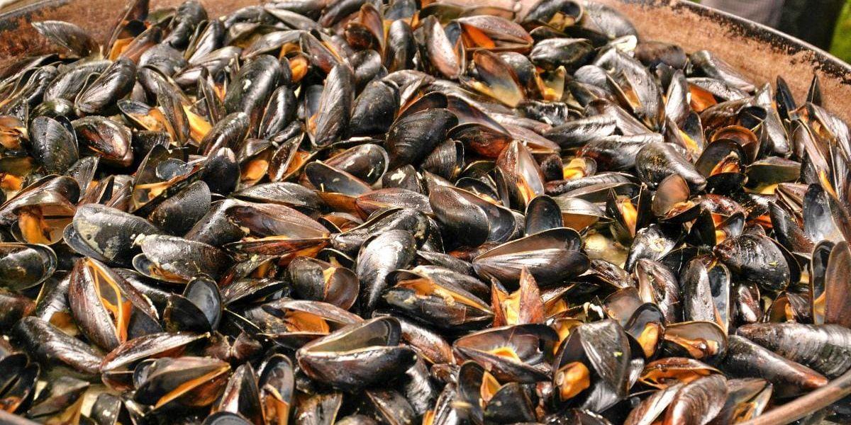 MUSSELYRA. I helgen blir det musslor för hela slanten i Lysekil - Mussellopp och musslor betyder fest.