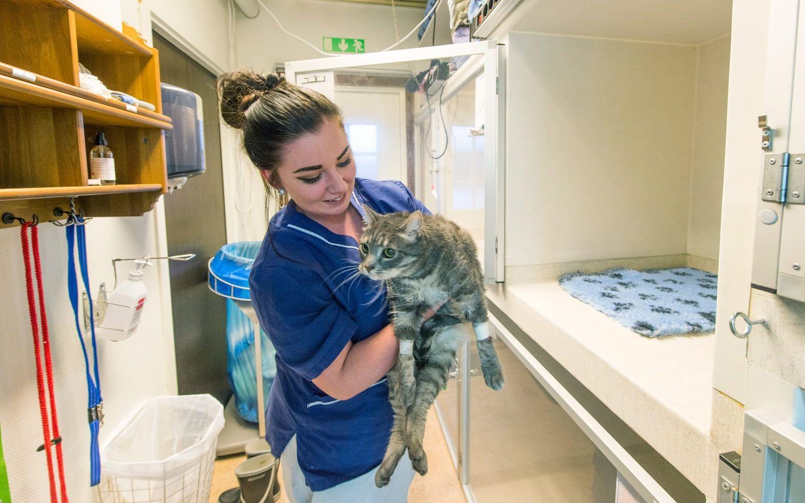 Katter och hundar är de vanligaste patienterna. Therese Edman Johansson är en av de 21 anställda.