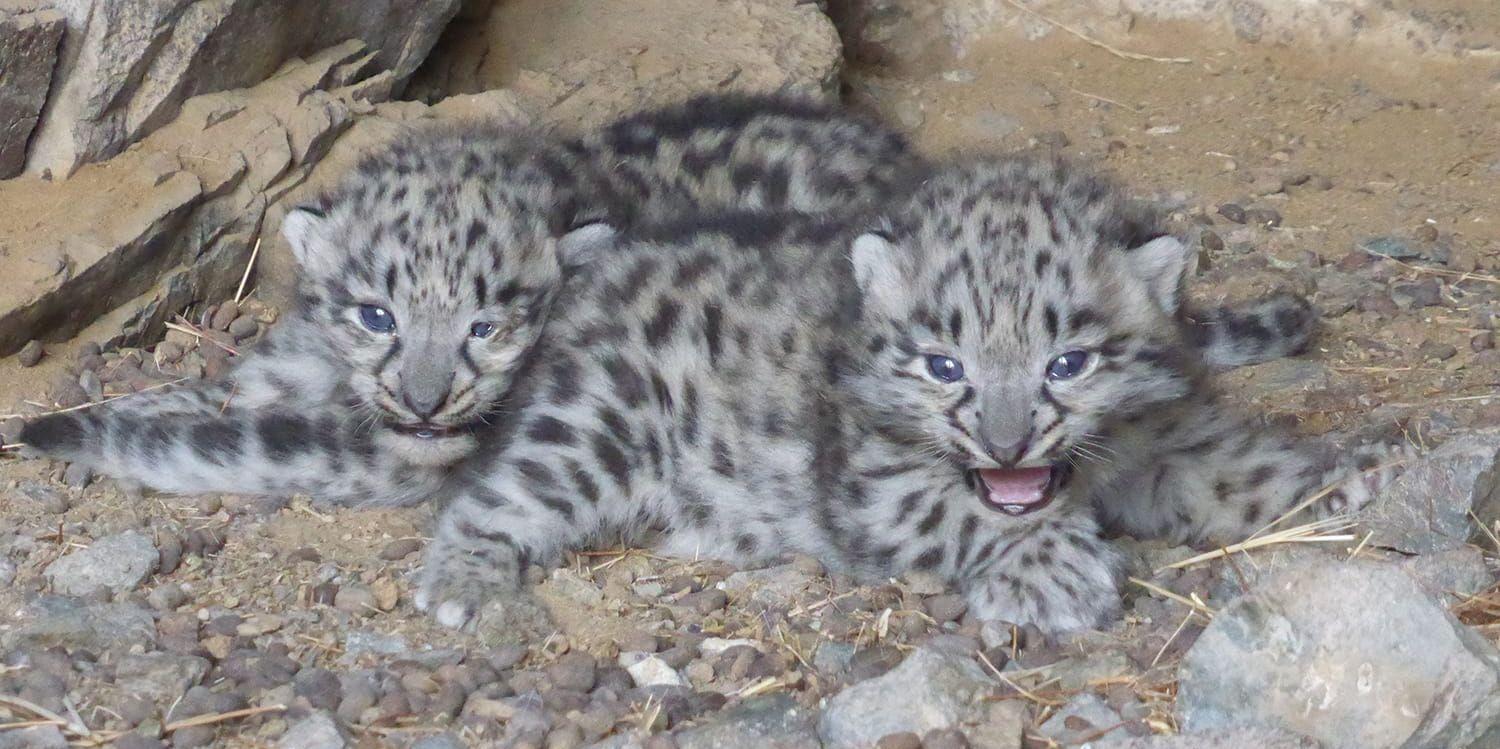 Foto: Snow leopard trust & Snow leopard conservation foundation