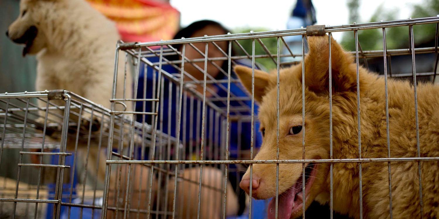 Att äta hund är inte olagligt i Kina, men seden är kritiserad. Den årliga hundätarfestivalen i staden Yulin (bilden) brukar väcka en storm av protester från djurrättsaktivister. Arkivbild.