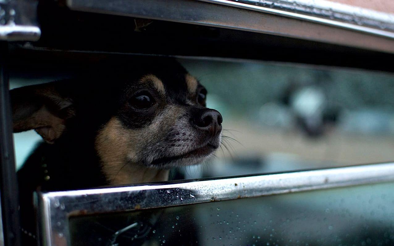 Får man ta hunden med sig in i bilen?
