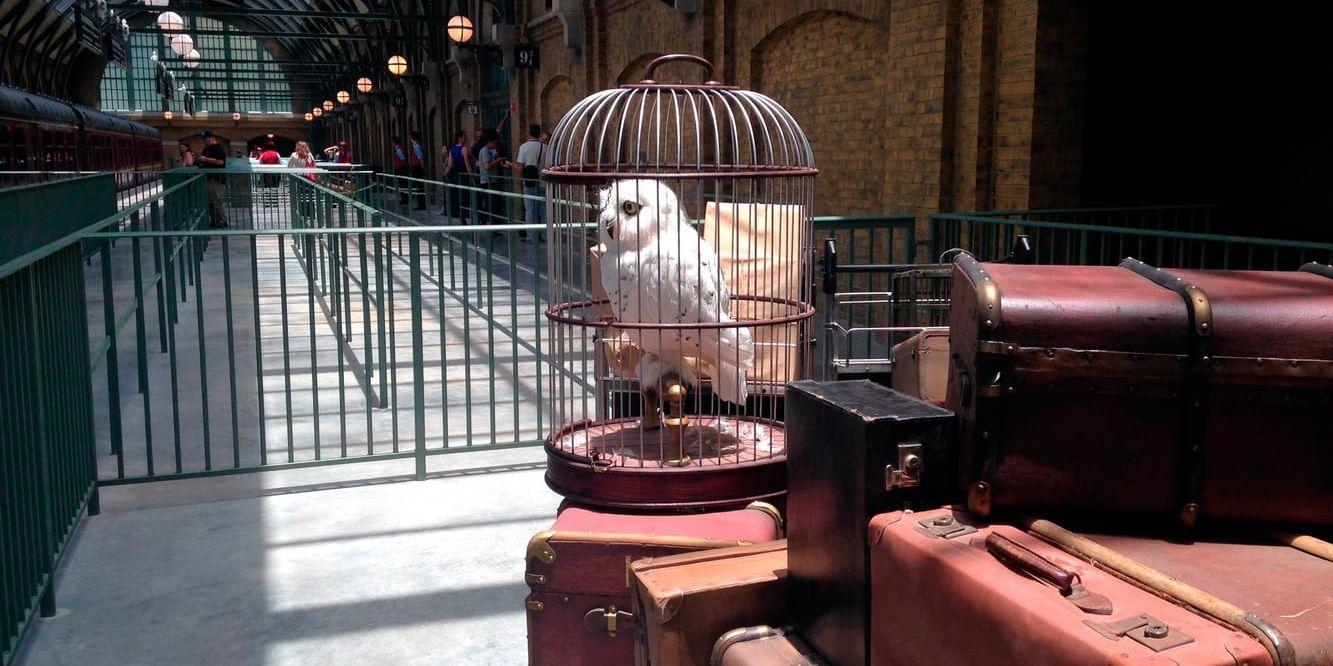 Fler vill ha en egen "Harry Potter-fågel" som husdjur. Arkivbild.