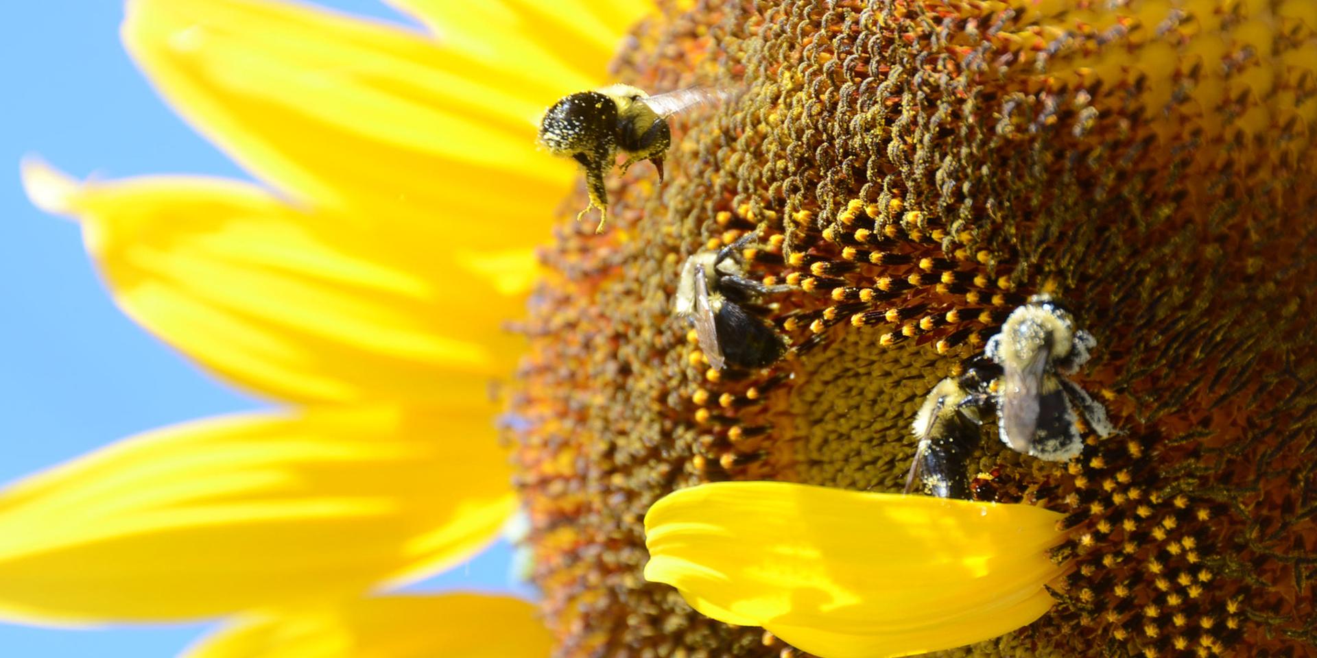 A bee hovers over as three others gather nectar and pollen from a sunflower growing along East Green Street in Hazleton, Pa., Friday, Sept. 2, 2016. (Ellen F. O&apos;Connell/Hazleton Standard-Speaker via AP)