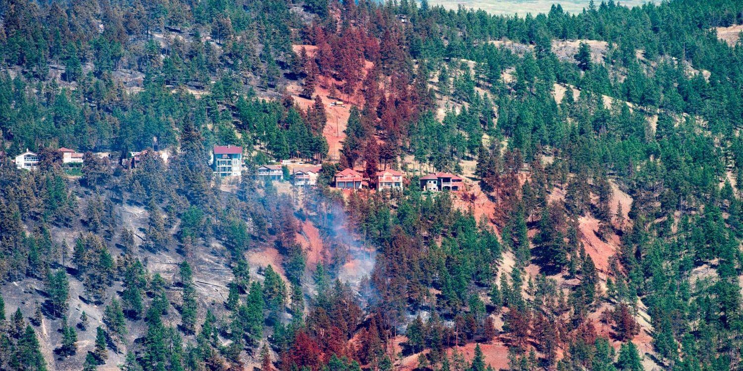 Rykande skog i Lake County, British Columbia, på söndagen. I provinsen har nästan 40 000 människor evakuerats.
