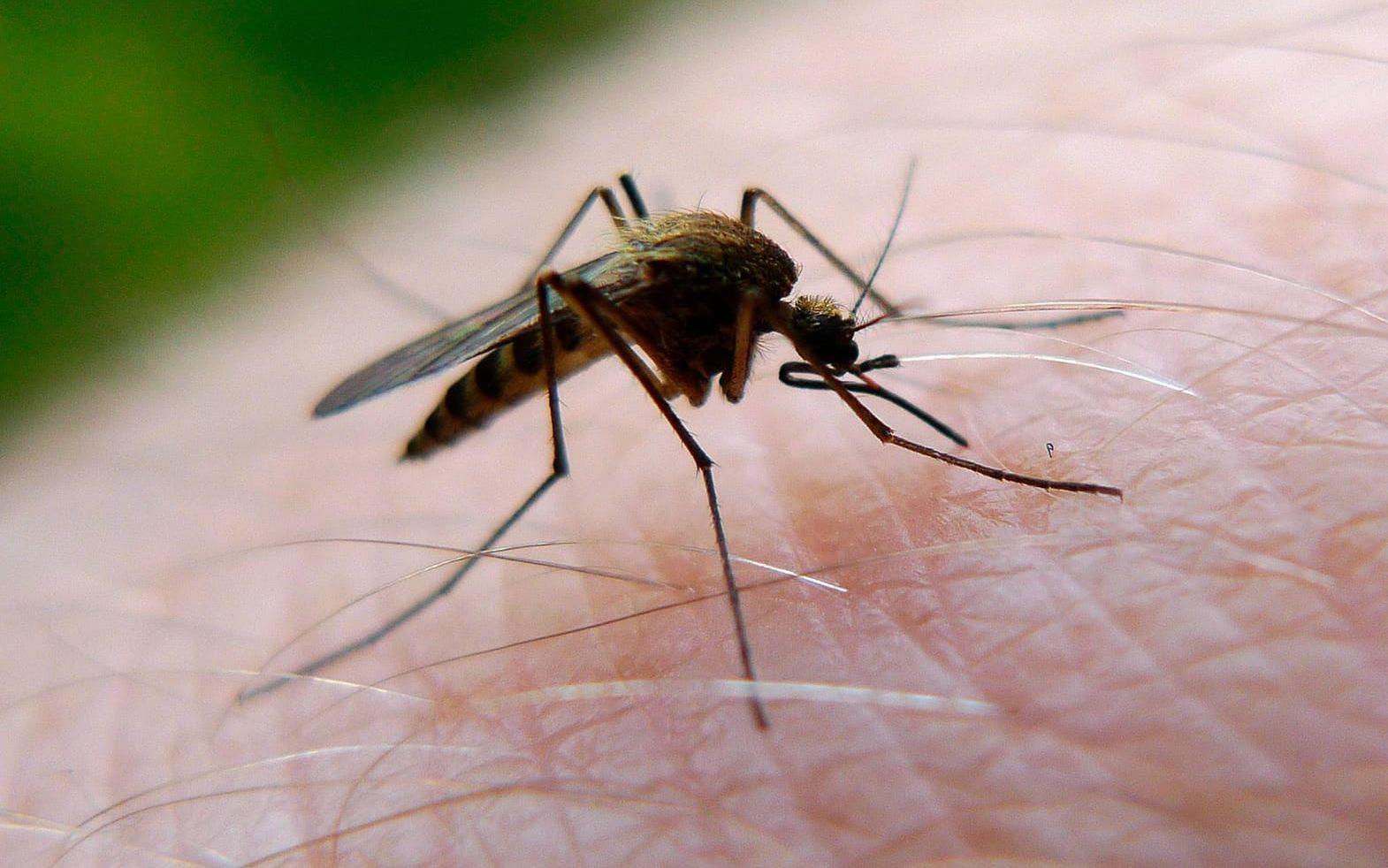 Mygg är beroende av vatten, så blir det en torr sommar så blir det färre mygg. Bild: TT