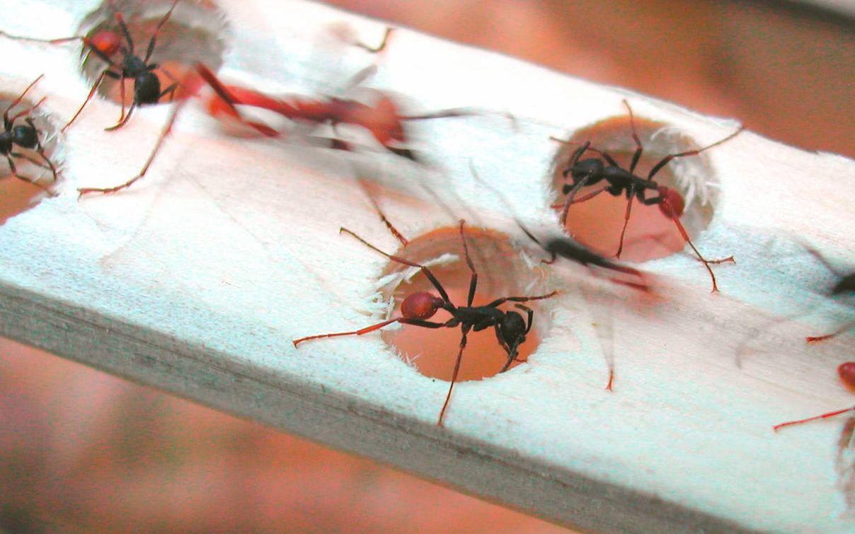 Myror kan ställa till det om de börjar flockas kring uteplatsen eller inomhus. Men det går att tvätta bort deras spår så att inte fler lockas till samma plats. Bild: TT