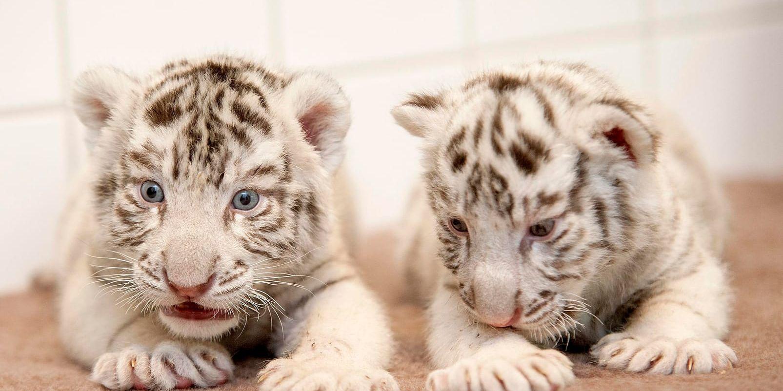 Vita tigerungar på en djurpark i Ungern. Arkivbild.