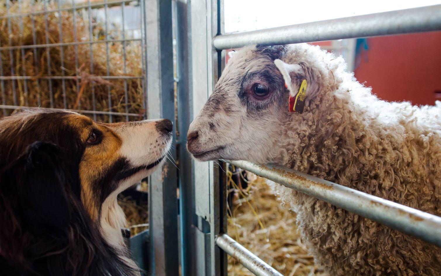 På gården i Köpmannebro finns cirka 70 lantras får. Här finns också ankor och höns och på bilden syns ett av fåren med parets hund. Foto: Hanna Ferm