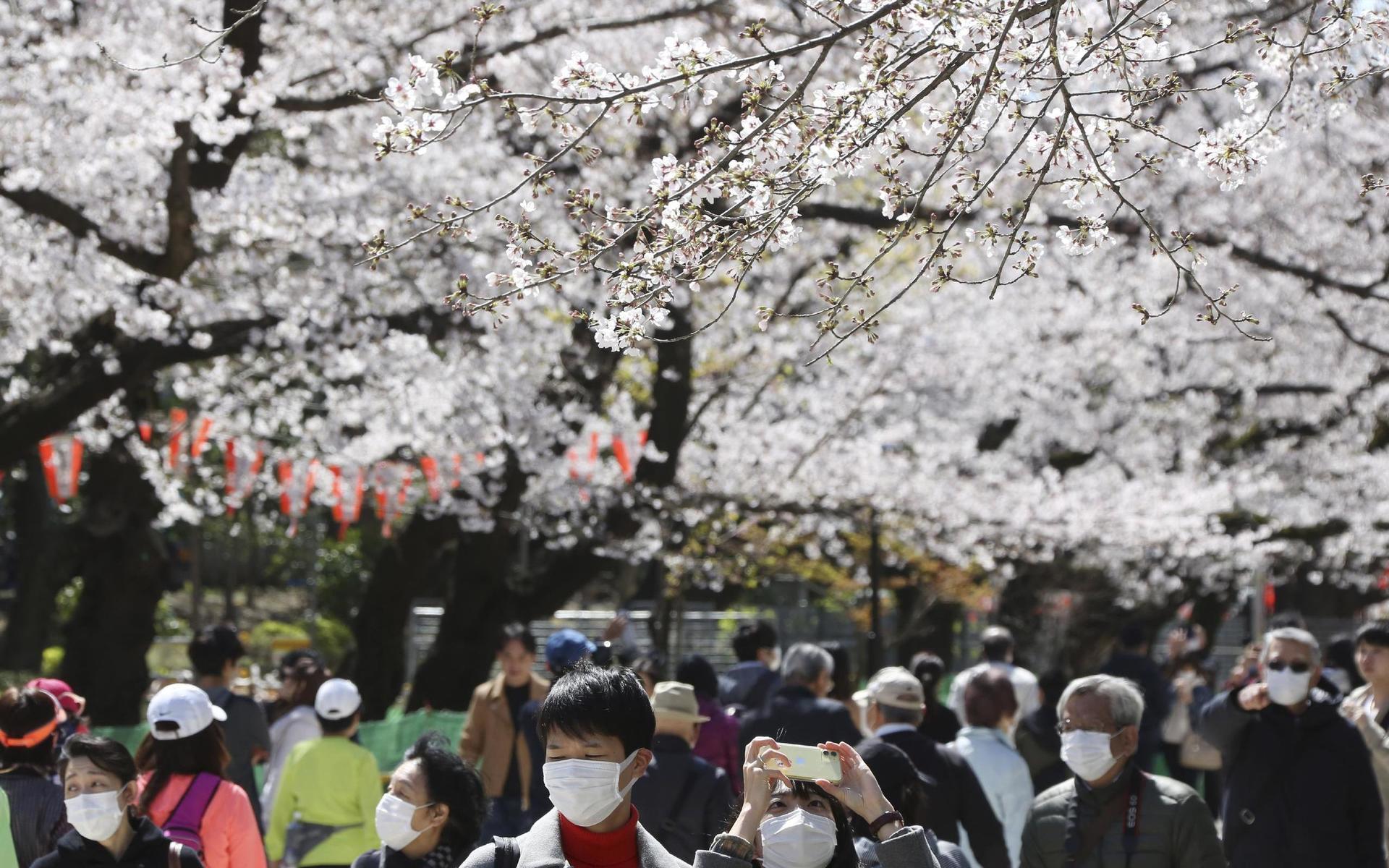 Den årliga körsbärsblomningen – Hanami – men en över tusenårig historia, ses som en av de viktigaste årliga högtiderna i Japan. Bild från Tokyo den 24 mars.