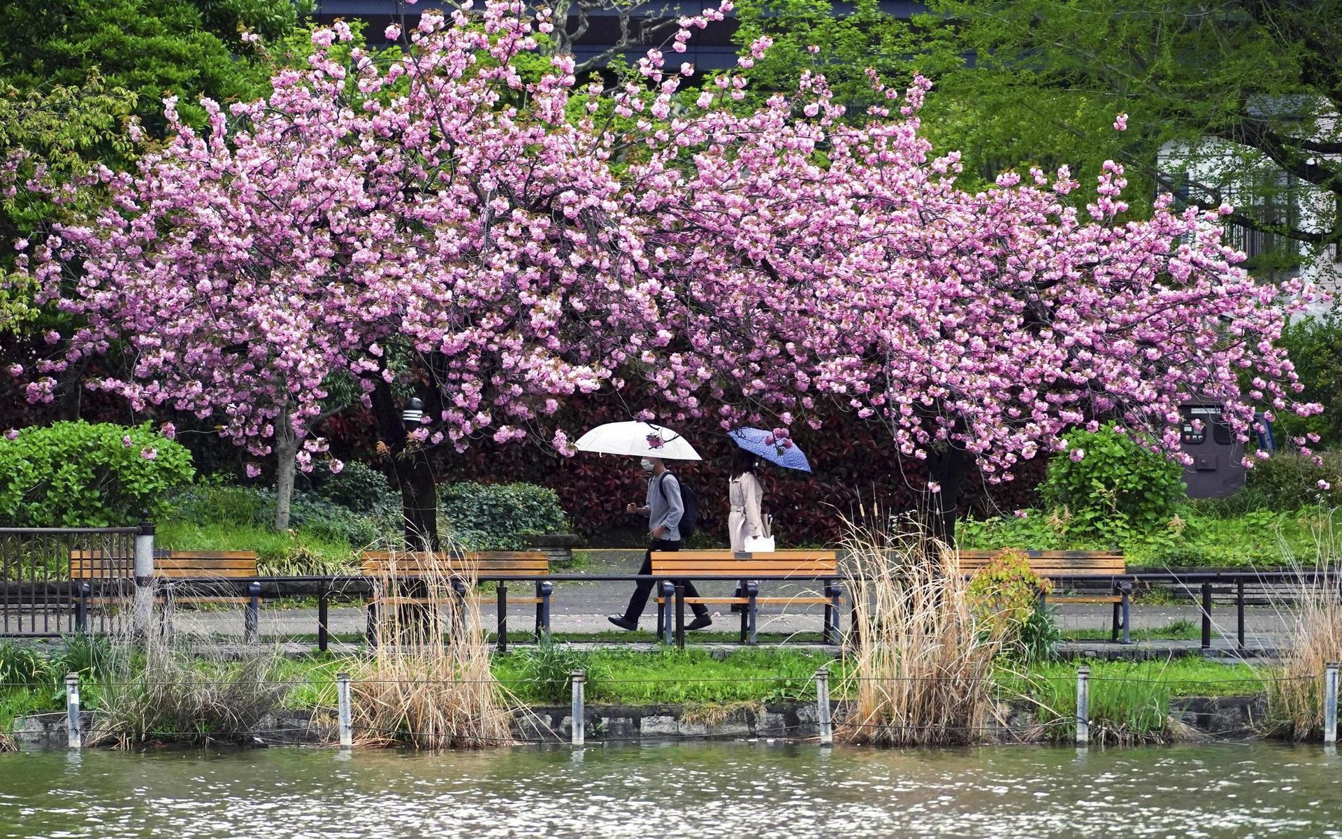 Forskare vid universitetet i Osaka har med hjälp av data från staden Kyoto tillbaka till år 812 kunnat konstatera att årets blomning i Kyoto – som stod i zenit den 26 mars – var den tidigaste på drygt 1 200 år.