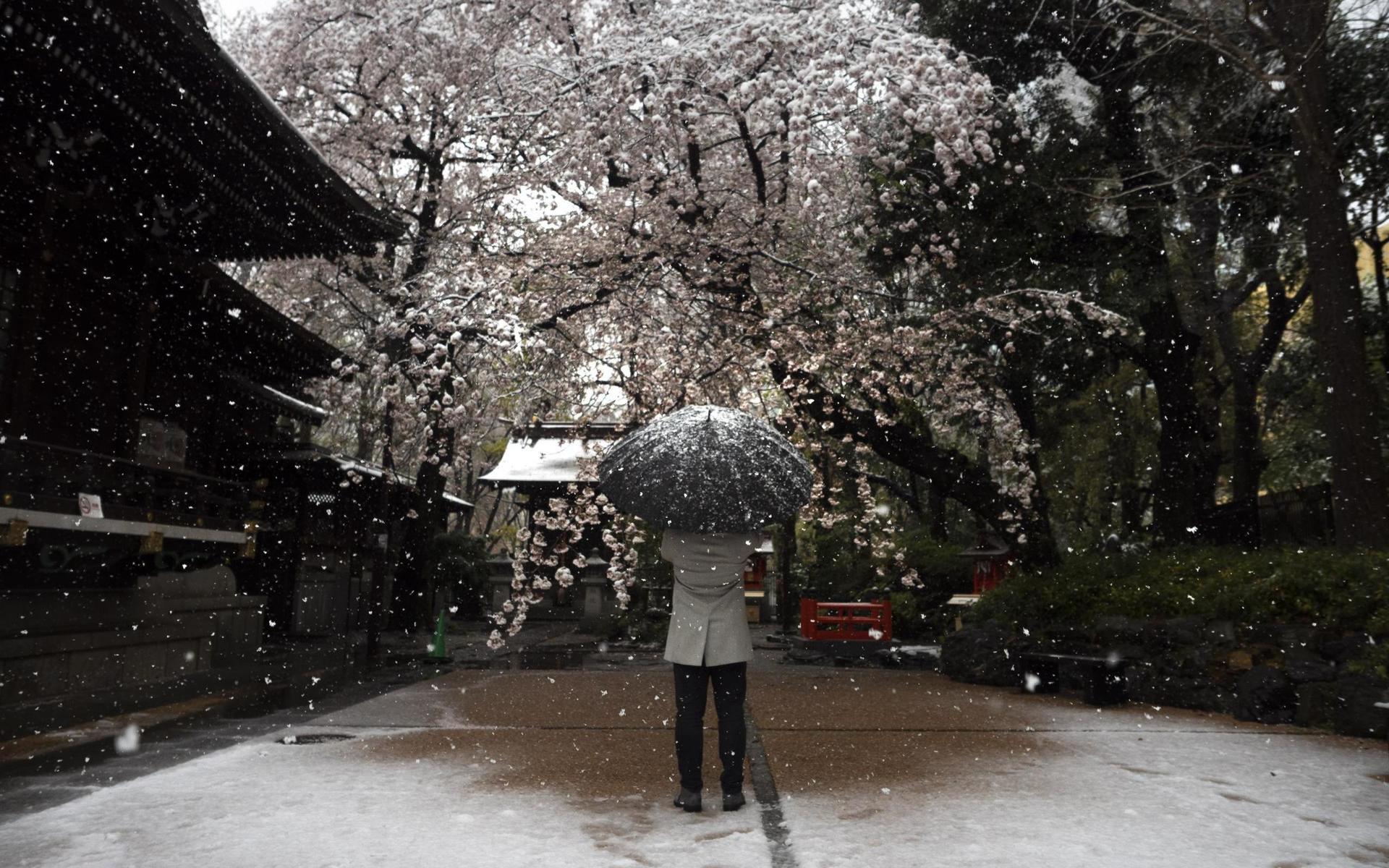 Man fotograferar träden i samband med snöfall i Tokyo.