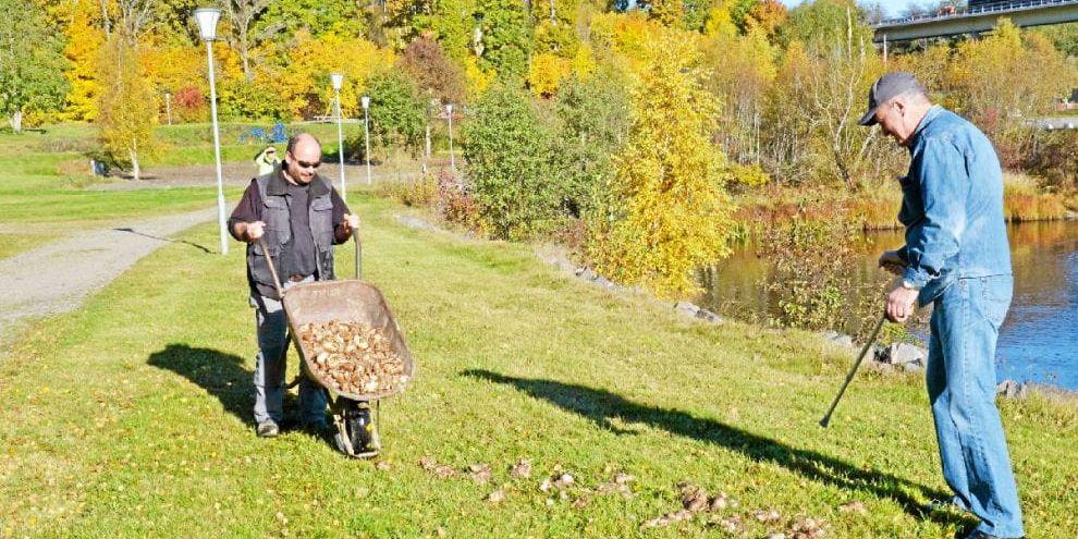 Lukas Arons och Ove Göransson hjälps åt med planteringen i Örekilsparken, som ska förskönas för att uppmuntra allmänheten till att använda den mer.