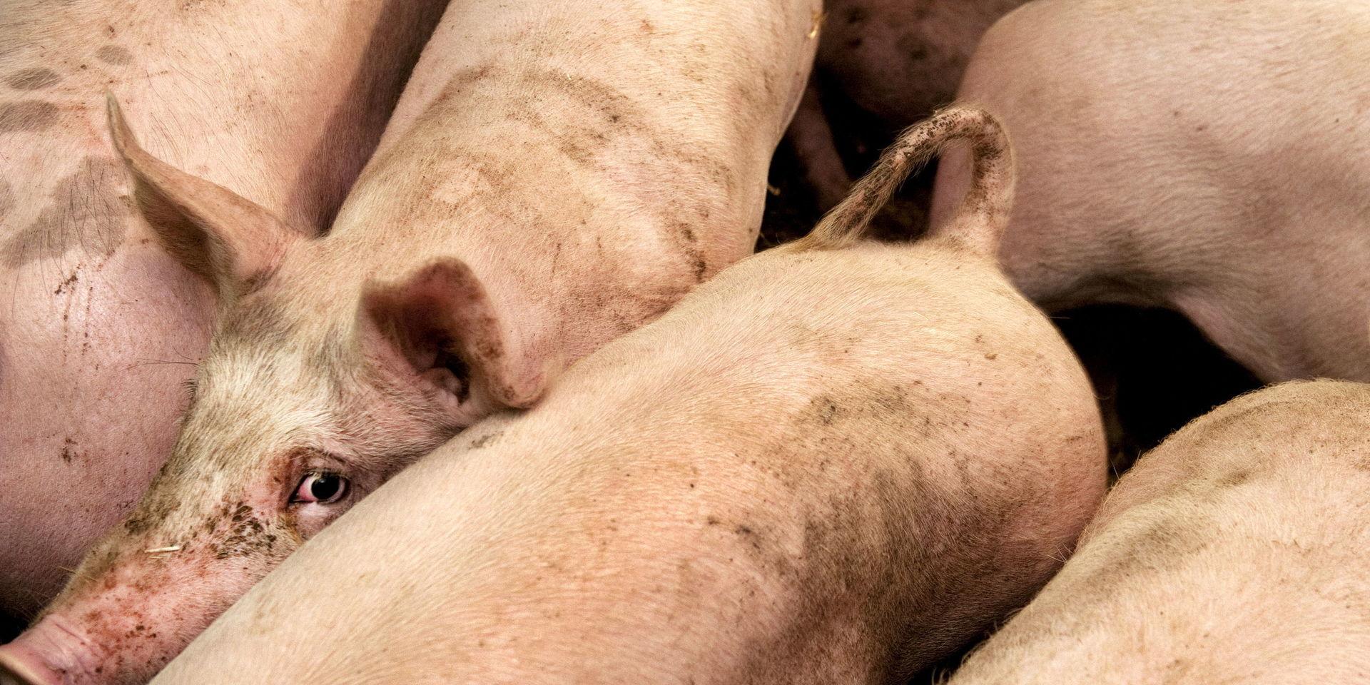 95 000 grisar ska avlivas efter att deras grisgård drabbats av svinpest. Arkivbild på helt andra grisar. 