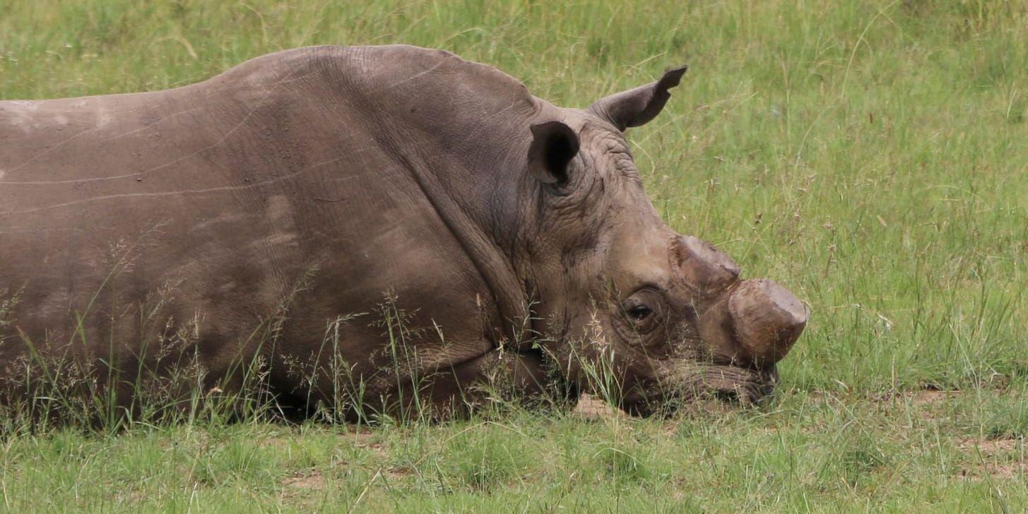 Fler än 1 000 noshörningar dödas i Sydafrika varje år. Arkivbild.