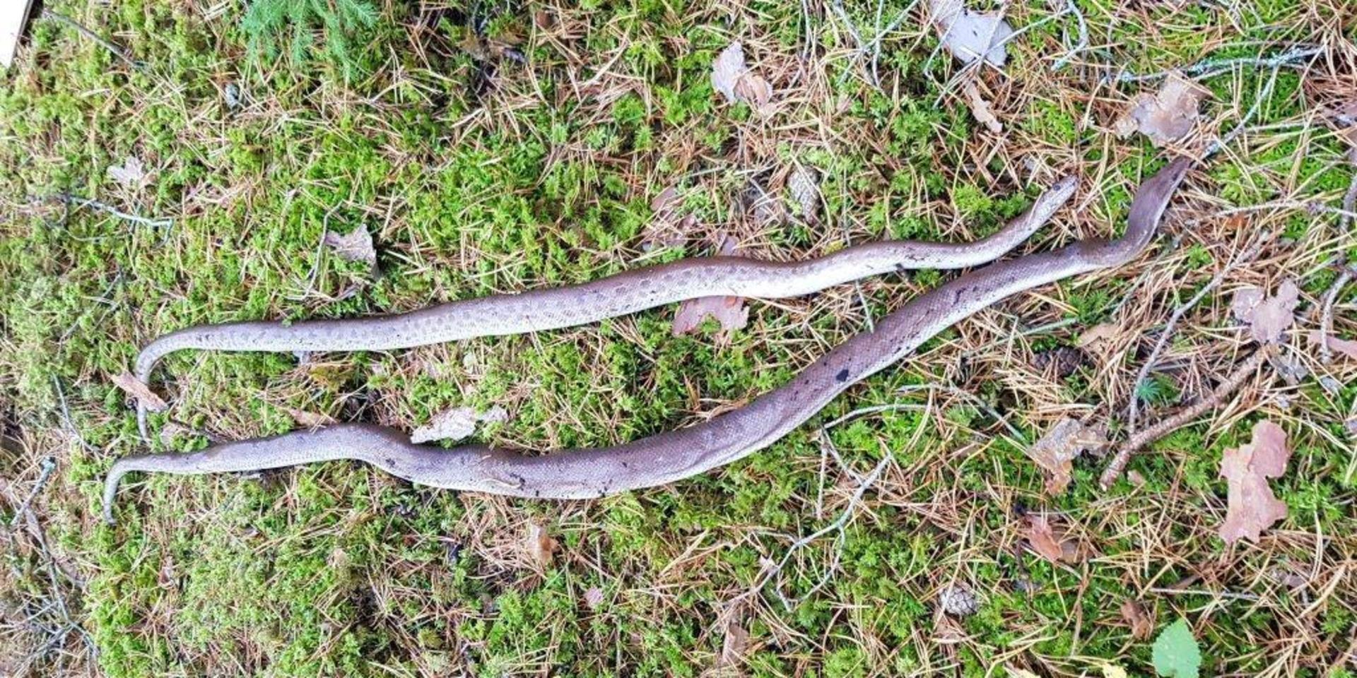 De två ormarna hittades döda i skogen utanför Mariestad. 
