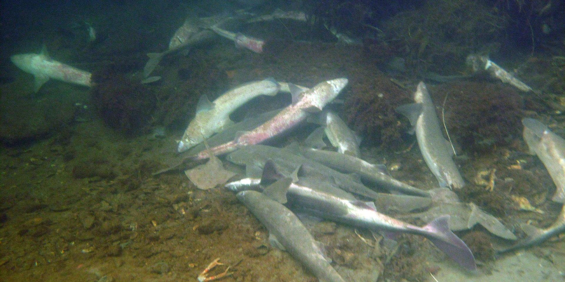 Ett hundratal döda och döende fiskar av de fridlysta arterna pigghaj, klorocka och knaggrocka hittades i hamnen i Lysekil i mars.