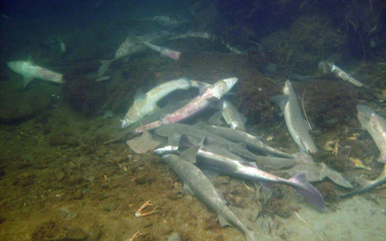 Ett hundratal döda och döende fiskar av de fridlysta arterna pigghaj, klorocka och knaggrocka hittades i hamnen i Lysekil i mars.